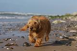 BASSET FAUVE DE BRETAGNE 059